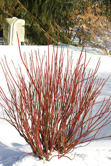 Arctic Fire Red Dogwood #5