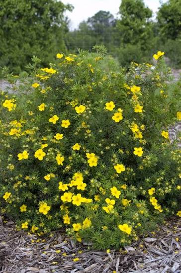 Goldfinger Potentilla #5