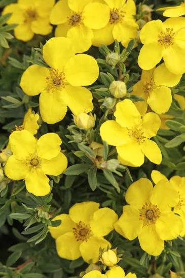 Goldfinger Potentilla #5