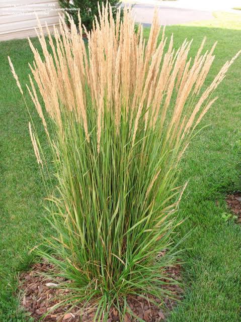 Karl Foerster Feather Reed Grass