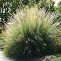 Grass, Giant Sacaton #1