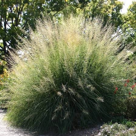 Grass, Giant Sacaton #1