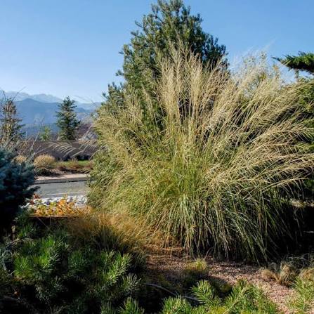 Grass, Giant Sacaton #1