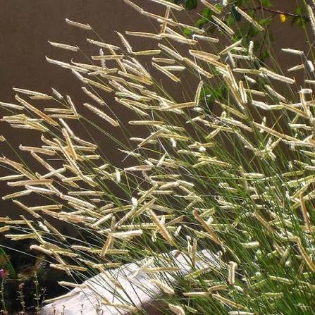 Grass, Blonde Ambition Blue Grama #1