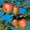 Apple Honeycrisp Tree, #5