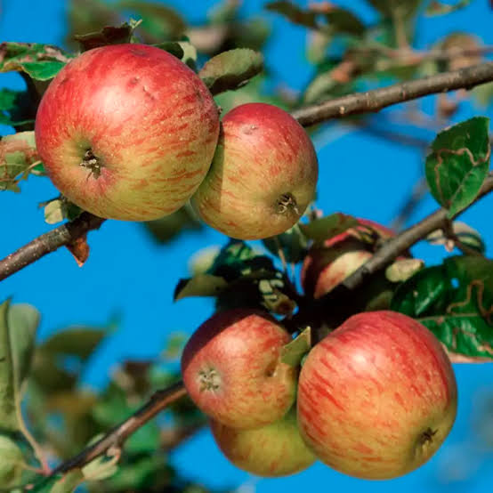 Apple Honeycrisp Tree, #5