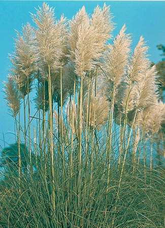 Pampas Grass