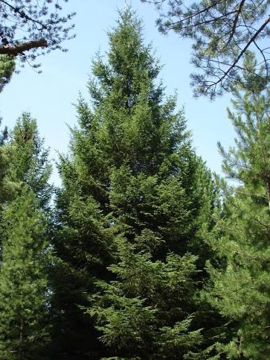 Royal Splendor® Norway Spruce Econ. #20 6'-7'