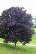 Newport Flowering Plum VC #10 1½"