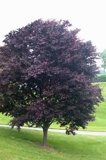 Newport Flowering Plum VC #10 1½"