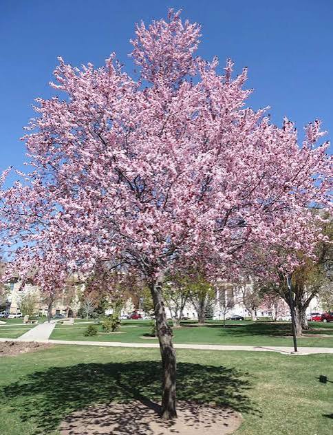 Newport Flowering Plum VC #10 1½"
