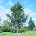 New Harmony Elm #5