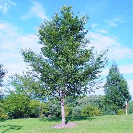 New Harmony Elm #5
