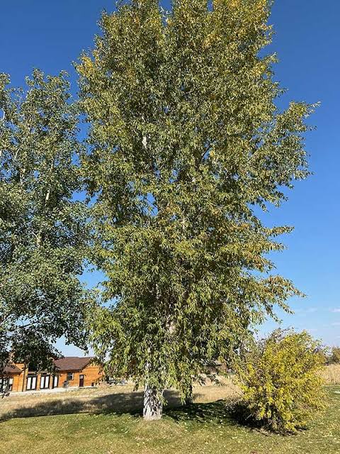 Narrowleaf Poplar #10 1¼"