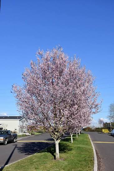 Krauter Vesuvius Plum VC #7 1"