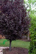 Krauter Vesuvius Plum VC #7 1"