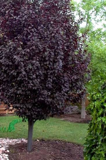 Krauter Vesuvius Plum VC #7 1"
