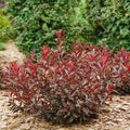 Purpleleaf Sand Cherry, #2