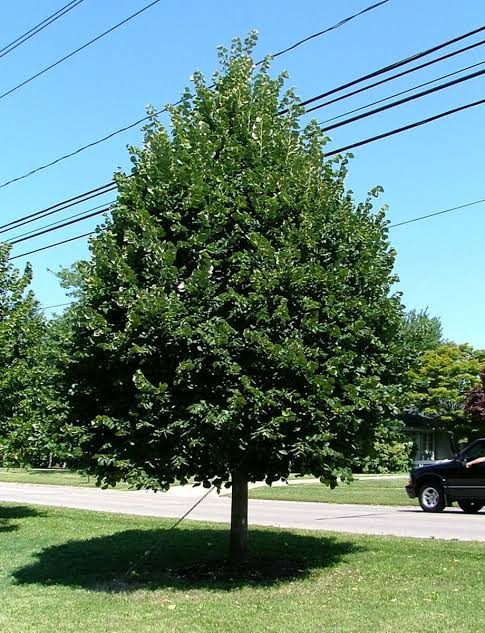 Greenspire® Linden #7 3/4"
