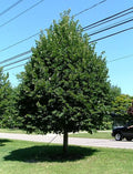 Greenspire® Linden #7 3/4"