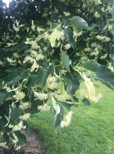 Greenspire® Linden #7 3/4"