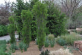 Fernleaf Buckthorn #5 Shrub
