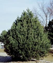 Pinus edulis, Pinion PIne #20 GB, 4'-5'