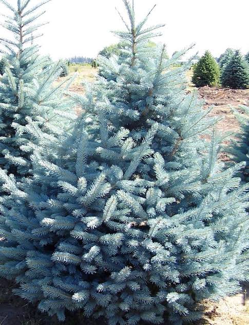Fat Albert Spruce Econ. #25 5'-6'