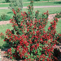 Weigela Red Prince, #2