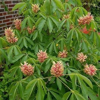 Early Glow™ Buckeye #5