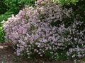 Dwarf Korean Lilac #2 Shrub