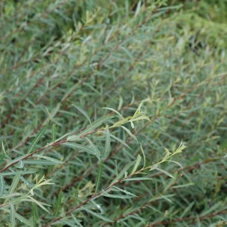 Dwarf Arctic Willow #5 Shrub
