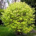 Dart's Gold Ninebark #5 Shrub