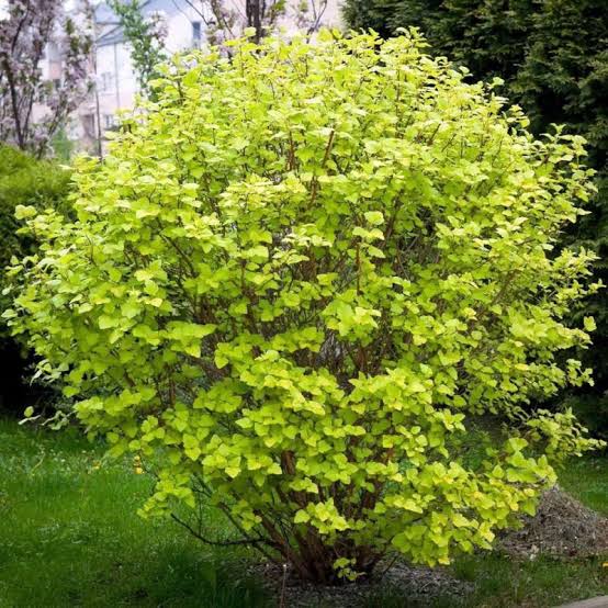 Dart's Gold Ninebark #5 Shrub