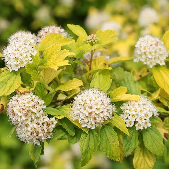 Dart's Gold Ninebark #5 Shrub