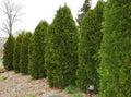 Columnar Glossy Buckthorn #5 Shrub