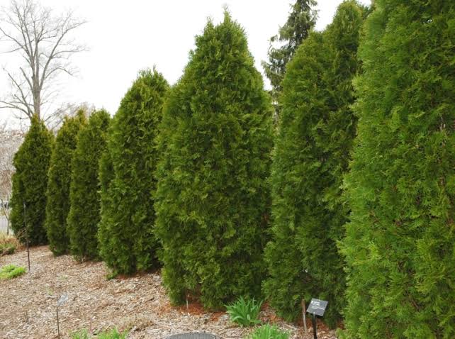 Columnar Glossy Buckthorn #5 Shrub