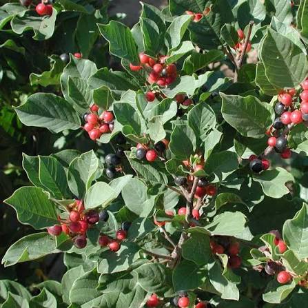 Columnar Glossy Buckthorn #5 Shrub