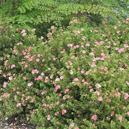 Potentilla, pink beauty #5