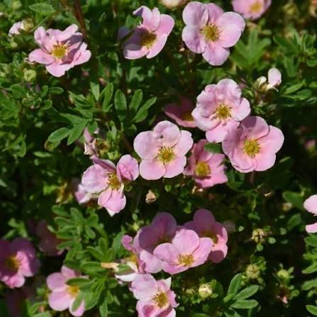 Potentilla, pink beauty #5