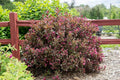 Weigela Shining Sensation, #2