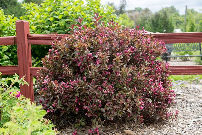 Weigela Shining Sensation, #2