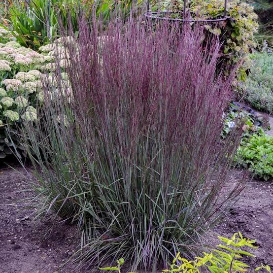 Little Bluestem The Blues #5