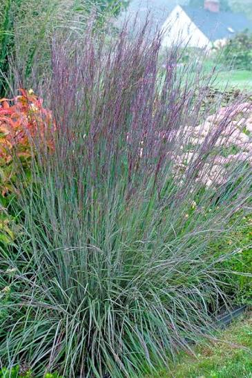 Little Bluestem The Blues #5