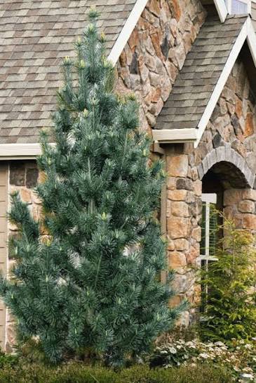 Vanderwolf Limber Pine #15