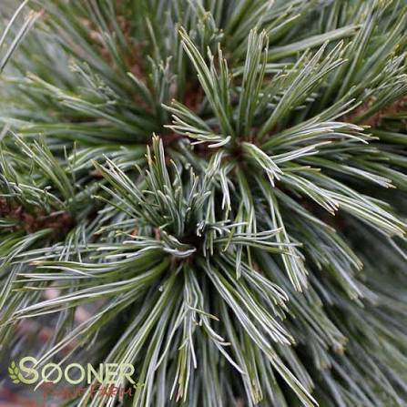 Vanderwolf Limber Pine #15