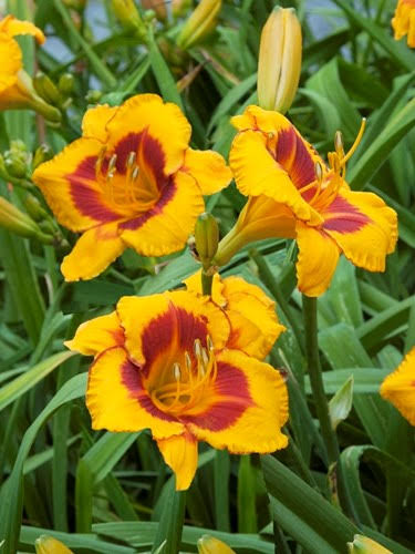 Daylily Fooled Me #1