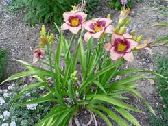 Daylily Daring Deception #1