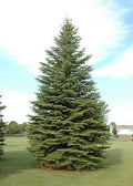 Colorado Green Spruce Econ. #20 5'-6'