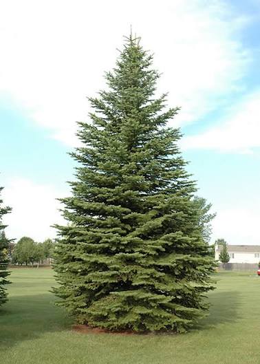 Colorado Green Spruce Econ. #20 5'-6'